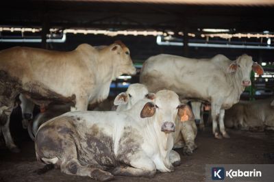 900 Ekor Sapi Disediakan Dharma Jaya untuk Sambut Idul Adha 2026