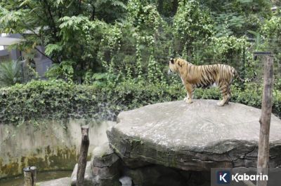BBKSDA Jabar Bakal Pindahkan Satwa Bandung Zoo ke Lembaga Konservasi