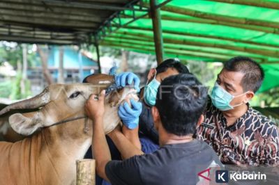 DKI Koordinasi dengan Daerah Pemasok Hewan Kurban, Pastikan Kesehatan