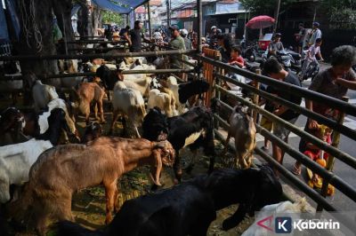 Harga yang Stabil Memicu Daerah Lain Beli Hewan Kurban di Jakarta