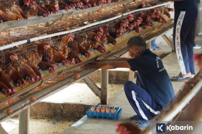 Lapas Narkotika Jakarta Latih Para Napi untuk Ternak Ayam dan Jahit