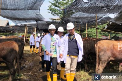 Penyakit Antraks Disebut Jadi Ancaman Utama Hewan Kurban