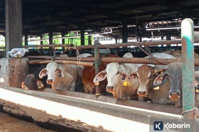 Jateng, Jatim, dan Jabar Jadi Pemasok Hewan Kurban Terbesar ke Jakarta