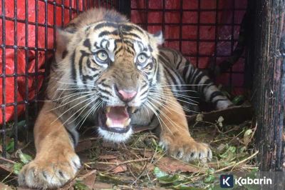 Seorang Warga di Gayo Lues Diserang Harimau saat Berkebun