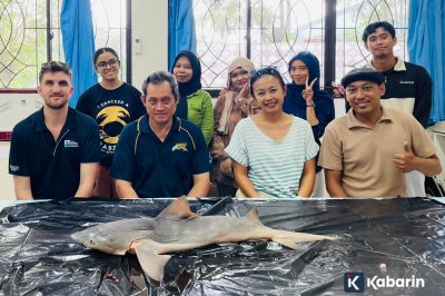 Hiu Gangga yang Hampir Punah Kembali Ditemukan di Kalimantan Utara