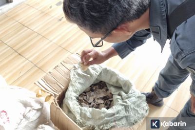 Kemenhut Gagalkan Penyelundupan 3 Ton Sisik Trenggiling ke Kamboja