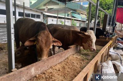 Masjid Al-Azhar Targetkan 12 Sapi dan 50 Kambing untuk Kurban