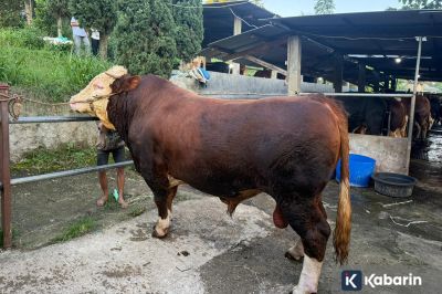 Prabowo Sumbang Sapi 1,2 Ton untuk Warga Terdampak Banjir Dayeuhkolot