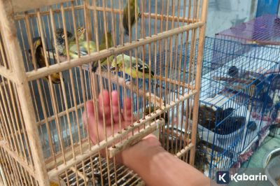Elang Ular Bido dan 21 Burung Sitaan Dilepasliarkan ke Hutan Buleleng Bali