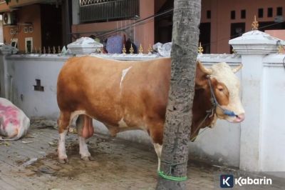 Sapi Kurban Presiden Prabowo Tiba di Masjid Jami’ Al-Ichrom Jakarta Barat