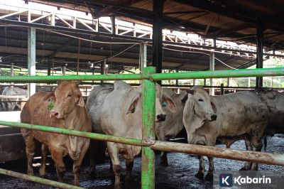Ratusan Hewan Kurban di Jaktim Sakit Karena Kelelahan