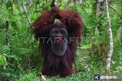 BKSDA Kaltim Fokus Sambungkan Jalur Hidup Orangutan