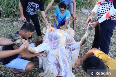 Pakar Ingatkan Risiko Kontaminasi Daging Kurban dari Jeroan