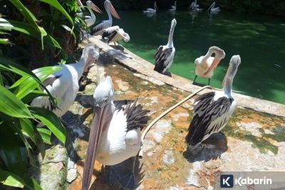 Ragunan Dikunjungi 140.703 Wisatawan Selama Libur Panjang