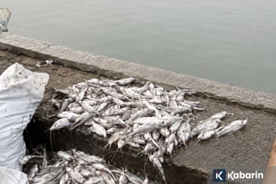 Ikan Mati Massal di Irigasi Induk Karawang, Diduga Karena Tercemar Limbah
