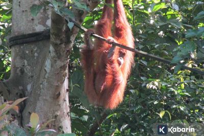 Seekor Orang Utan Melahirkan di Cagar Alam Jantho Aceh