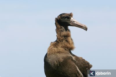 Sempat Terancam Punah, Populasi Albatros Langka di Jepang Terus Bertambah
