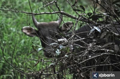 Taman Nasional Kutai Jadi Rumah bagi 324 Spesies Fauna