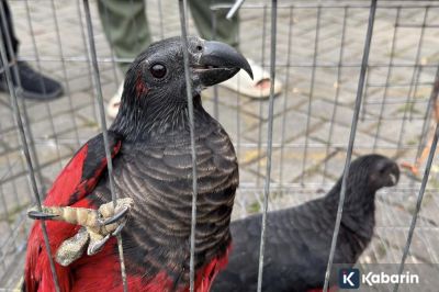 Perdagangan Ilegal 100 Ekor Satwa Endemik Papua Digagalkan di Tanjung Priok