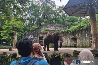 Ragunan Gratiskan Tiket Masuk dan Gelar Kuis Berhadiah Sambut HUT DKI Jakarta