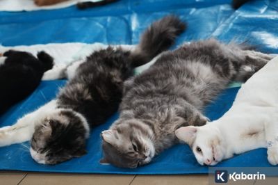 Ratusan Kucing Liar di Jakbar Disteril guna Tekan Populasi