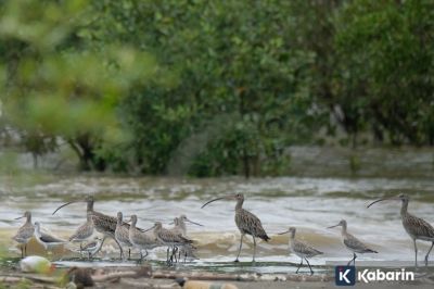 Pantai Timur Jambi Jadi Lokasi Singgah Ribuan Burung Air Antarbenua