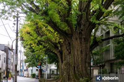 Jepang Kembangkan AI untuk Deteksi Pohon Berisiko Tumbang