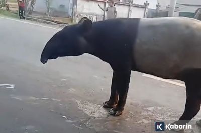 Viral Tapir Jalan Santai di Mesuji, BKSDA Telusuri Penyebabnya