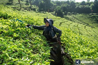 Membangun Daya Saing Teh Indonesia Lewat Tata Kelola Sosial
