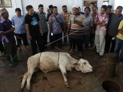 Doa dan tata cara menyembelih hewan kurban sesuai syariat Islam