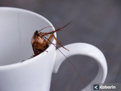 Peneliti temukan kecoak bisa bikin udara di rumah jadi kotor dan picu asma