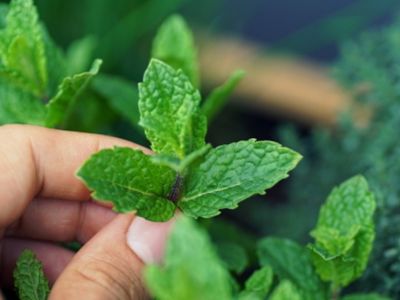 10 manfaat daun mint untuk kesehatan tubuh