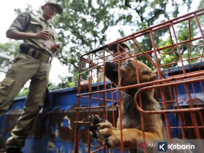 DKI Jakarta resmi terapkan aturan pelarangan jual daging anjing dan kucing