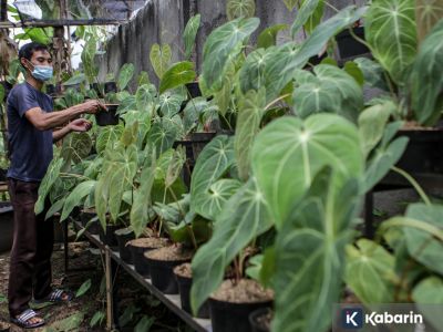 Rekomendasi 5 tanaman daun lebar yang bikin rumah jadi lebih segar dan estetik