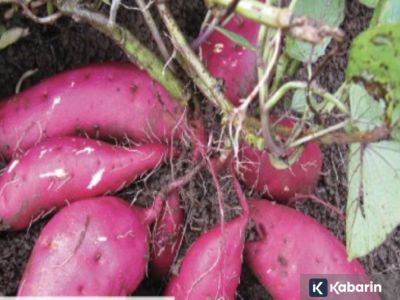 Ternyata ubi jalar rebus dan panggang bisa  turunin berat badan