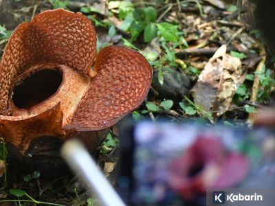 Mengenal tiga bunga ikonik yang jadi simbol kebanggaan flora Indonesia