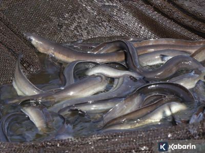 Kandungan dalam ikan sidat ternyata lebih tinggi dari salmon dan gabus