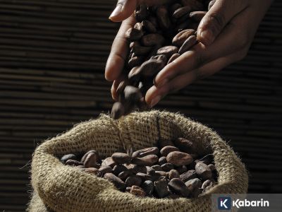 Riset: Kakao ternyata bisa lindungin jantung dari risiko duduk terlalu lama