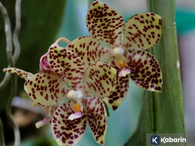 Mengenal 5 tumbuhan langka di Indonesia yang terancam punah