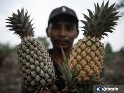 7 manfaat buah nanas bagi kesehatan dan kecantikan yang jarang diketahui