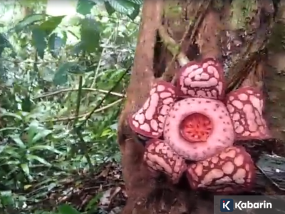 Deretan fakta tentang penemuan Rafflesia Hasseltii langka di Sumatera Barat