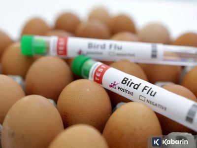 500.000 unggas di Jerman dimusnahkan akibat flu burung