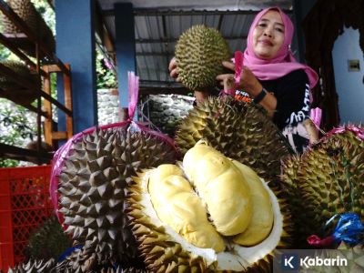 Kenali beragam jenis durian di Indonesia, dari yang manis, legit, hingga pait