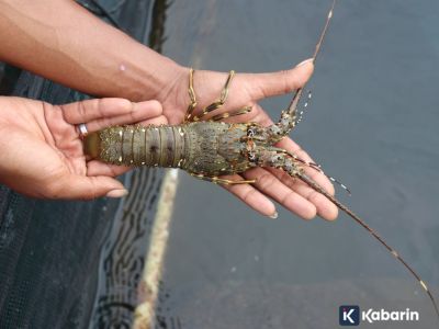 Cara gampang pelihara lobster air tawar buat kamu yang baru mau mulai