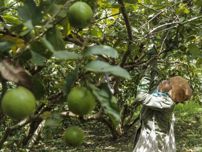 Alasan daun jambu biji efektif obati diare dan cara mengonsumsinya