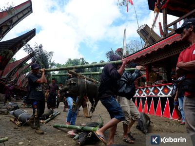 Mengenal Rambu Solo, tradisi unik Toraja untuk mengantar arwah ke alam puya