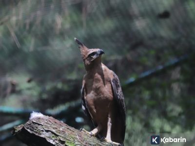 Mengenal tiga satwa kebanggaan Indonesia yang jadi simbol nasional