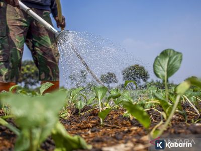 Boleh nggak sih air AC dipakai nyiram tanaman? ini penjelasannya