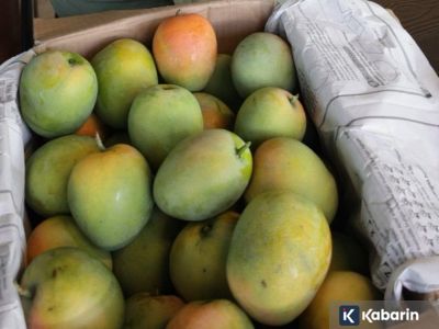 Mangga Gedong Gincu, si manis dari Indramayu yang sudah punya sertifikat IG