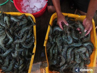 Meski ada aturan ketat, Indonesia masih bisa ekspor udang ke Amerika Serikat